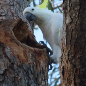 Cacatua galerita at Red Hill, ACT - 20 Jan 2021