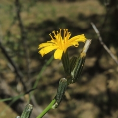 Chondrilla juncea (Skeleton Weed) at Pollinator-friendly garden Conder - 20 Dec 2020 by michaelb