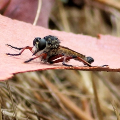 Unidentified Robber fly (Asilidae) at Wodonga - 25 Jan 2021 by Kyliegw