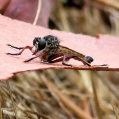 Unidentified Robber fly (Asilidae) at Wodonga - 25 Jan 2021 by Kyliegw
