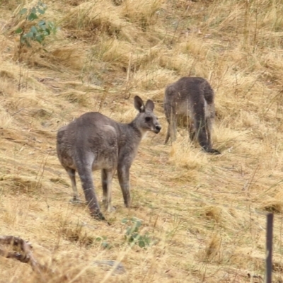 Macropus giganteus (Eastern Grey Kangaroo) at Wodonga - 25 Jan 2021 by Kyliegw