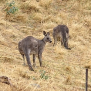 Macropus giganteus at West Wodonga, VIC - 26 Jan 2021