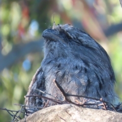Podargus strigoides (Tawny Frogmouth) at Red Hill Nature Reserve - 18 Jan 2021 by roymcd
