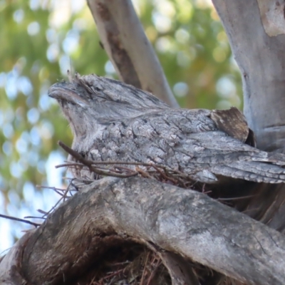 Podargus strigoides (Tawny Frogmouth) at Red Hill Nature Reserve - 14 Jan 2021 by roymcd