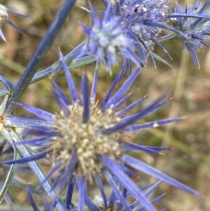 Eryngium ovinum at Hughes, ACT - 26 Jan 2021