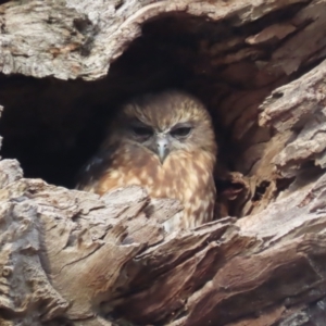 Ninox boobook at Garran, ACT - suppressed