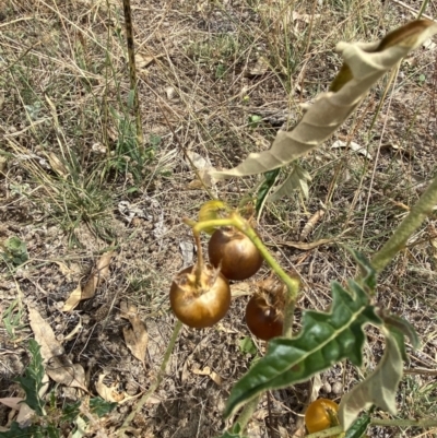 Solanum cinereum (Narrawa Burr) at Red Hill to Yarralumla Creek - 26 Jan 2021 by KL