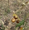 Solanum cinereum at Deakin, ACT - 26 Jan 2021
