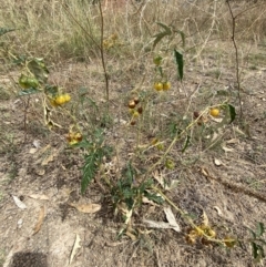 Solanum cinereum at Deakin, ACT - 26 Jan 2021