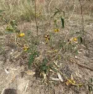 Solanum cinereum at Deakin, ACT - 26 Jan 2021