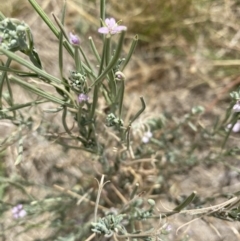 Epilobium sp. (A Willow Herb) at Red Hill to Yarralumla Creek - 26 Jan 2021 by KL