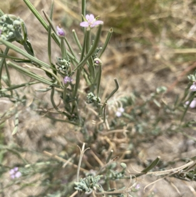 Epilobium sp. (A Willow Herb) at Red Hill to Yarralumla Creek - 26 Jan 2021 by KL