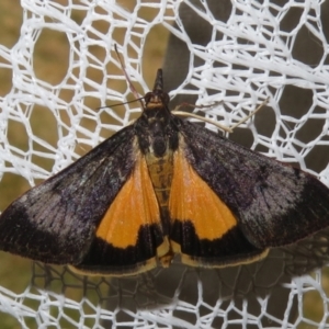 Uresiphita ornithopteralis at Macarthur, ACT - 26 Jan 2021