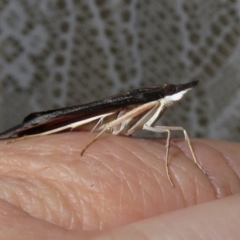 Uresiphita ornithopteralis at Macarthur, ACT - 26 Jan 2021