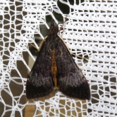 Uresiphita ornithopteralis at Macarthur, ACT - 26 Jan 2021