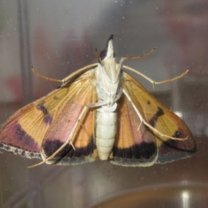 Uresiphita ornithopteralis at Macarthur, ACT - 26 Jan 2021