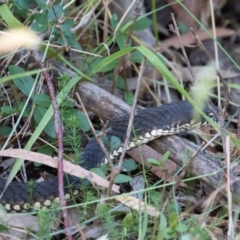 Austrelaps ramsayi (Highlands Copperhead) at Kosciuszko National Park, NSW - 25 Jan 2021 by rawshorty