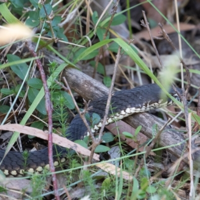 Austrelaps ramsayi (Highlands Copperhead) at Kosciuszko National Park, NSW - 25 Jan 2021 by rawshorty