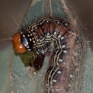 Spectrotrota fimbrialis at Hall, ACT - 12 May 2020