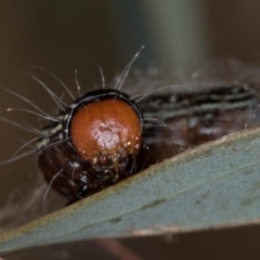 Spectrotrota fimbrialis at Hall, ACT - 12 May 2020