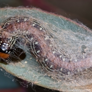 Spectrotrota fimbrialis at Hall, ACT - 12 May 2020