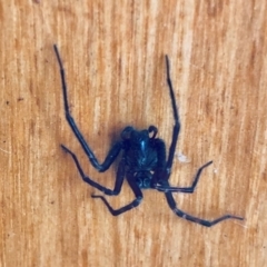 Badumna sp. (genus) (Lattice-web spider) at Aranda, ACT - 26 Jan 2021 by KMcCue