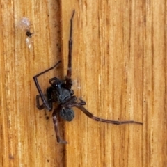 Badumna sp. (genus) at Aranda, ACT - 26 Jan 2021