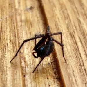 Badumna sp. (genus) at Aranda, ACT - 26 Jan 2021