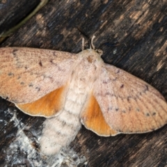 Entometa undescribed species nr fervens (Common Gum Snout Moth) at Melba, ACT - 3 Jan 2021 by Bron