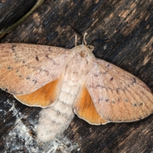 Entometa undescribed species nr fervens at Melba, ACT - 3 Jan 2021 11:10 PM