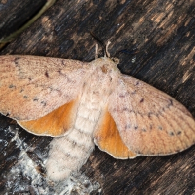 Entometa undescribed species nr fervens (Common Gum Snout Moth) at Melba, ACT - 3 Jan 2021 by Bron