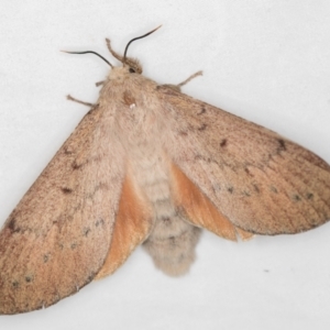 Entometa undescribed species nr fervens at Melba, ACT - 3 Jan 2021 11:10 PM