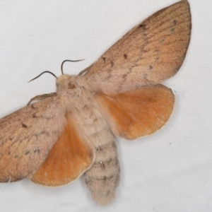 Entometa undescribed species nr fervens at Melba, ACT - 3 Jan 2021 11:10 PM