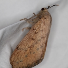 Entometa undescribed species nr fervens at Melba, ACT - 3 Jan 2021 11:10 PM