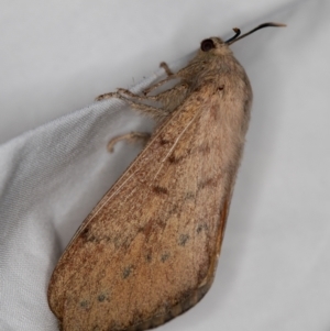 Entometa undescribed species nr fervens at Melba, ACT - 3 Jan 2021 11:10 PM