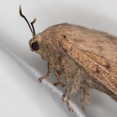 Entometa undescribed species nr fervens at Melba, ACT - 3 Jan 2021 11:10 PM