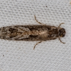 Crocidosema plebejana (Cotton Tipworm Moth) at Melba, ACT - 3 Jan 2021 by Bron
