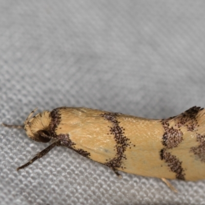 Psaroxantha calligenes (Wingia Group) at Melba, ACT - 3 Jan 2021 by Bron