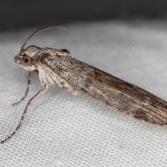 Heteromicta pachytera (Galleriinae subfamily moth) at Melba, ACT - 3 Jan 2021 by Bron