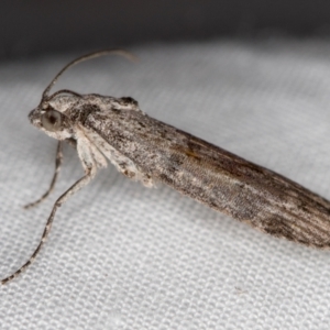 Heteromicta pachytera at Melba, ACT - 3 Jan 2021 10:18 PM