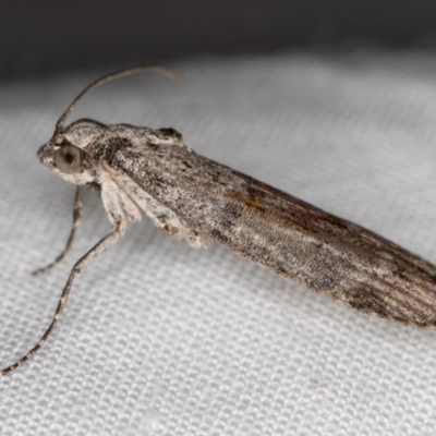 Heteromicta pachytera (Galleriinae subfamily moth) at Melba, ACT - 3 Jan 2021 by Bron