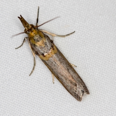 Etiella behrii (Lucerne Seed Web Moth) at Melba, ACT - 3 Jan 2021 by Bron