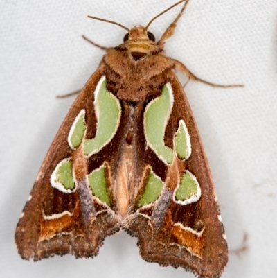 Cosmodes elegans (Green Blotched Moth) at Melba, ACT - 3 Jan 2021 by Bron