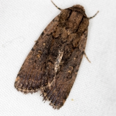 Proteuxoa provisional species 2 (A Noctuid moth) at Melba, ACT - 3 Jan 2021 by Bron