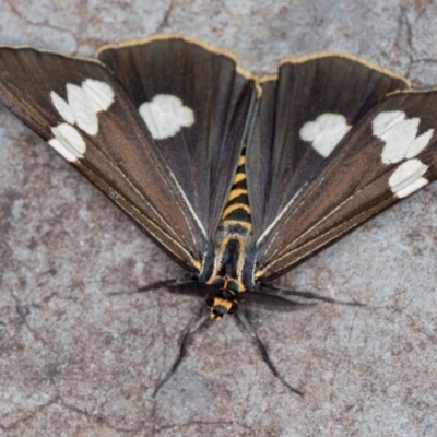 Nyctemera amicus (Senecio Moth, Magpie Moth, Cineraria Moth) at Melba, ACT - 3 Jan 2021 by Bron