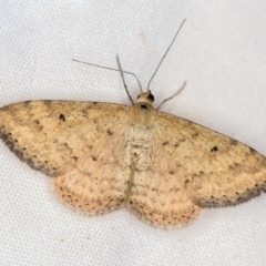 Scopula rubraria (Reddish Wave, Plantain Moth) at Melba, ACT - 3 Jan 2021 by Bron