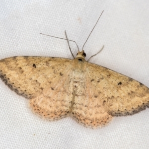 Scopula rubraria at Melba, ACT - 3 Jan 2021