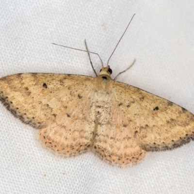 Scopula rubraria (Reddish Wave, Plantain Moth) at Melba, ACT - 3 Jan 2021 by Bron