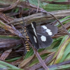 Nyctemera amicus (Senecio Moth, Magpie Moth, Cineraria Moth) at Kosciuszko National Park, NSW - 24 Jan 2021 by rawshorty