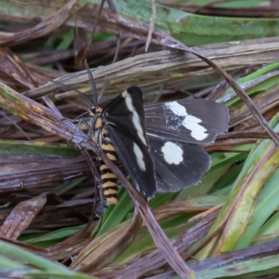 Nyctemera amicus (Senecio Moth, Magpie Moth, Cineraria Moth) at Kosciuszko National Park, NSW - 24 Jan 2021 by rawshorty